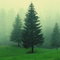 2022年虎年农历新年的日子如何?这是美好的一天吗?