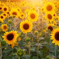 夏天猴子的生活是什么?是夏天的第一天吗?