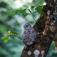 中国新年的日子怎么样?这是一个jist?