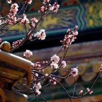 增加桃花运的卧室风水 粉色装饰提高桃花运