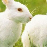 1999年,兔子的婚姻在1999年的兔子婚姻中。