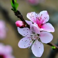 时柱有伏吟是什么意思