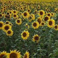 2022 19日黄月的日子是什么?这是一个jist?