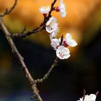 1988年属龙男和1992年属猴配吗 属猴女注重细节