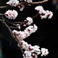 1988年属龙男的最佳配偶 爱慕者可大胆表达爱意