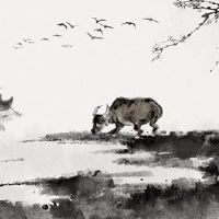 男母牛女是牛匹配吗?