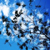 纳克顿五线天河水,什么植物更好