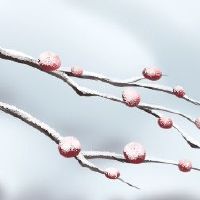 冬季在冬季做了哪种凶猛的冬季?