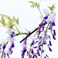 男人暴富的面相 鼻子有肉且高挺容易成为有钱人