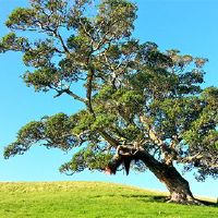 Which season is born with willow mutual? What is the most worthy of the Yangliu Wood?