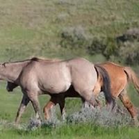 2022年44岁的十二生肖是什么(2022年44岁)