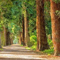 Dalin的人民财富是什么? 1988年是Dawinmut婚姻的顺利婚姻吗?