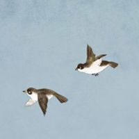 紫水晶七星阵的作用及摆放 睡房摆放七星阵福慧双修