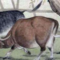 月历在11月(现在的11月)不好