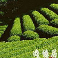 好听的茶叶公司名字-茶叶公司取名