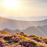 紫色监督的数量看起来像你古老而富有