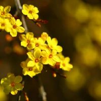 是春天的节日和假期的习俗吗?