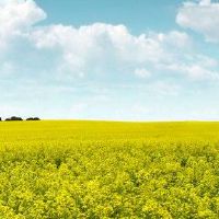 城墙里有一条鱼吗?