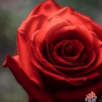 开花店取什么名字好