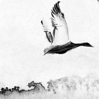 男孩出生的四个最佳时辰 子夜出生禁忌