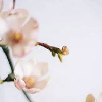 2022年3月28日出生属虎男五行缺什么,是什么命 富同情心 细心温柔