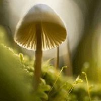 女生游戏id御姐