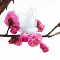 八字寅申巳三刑巨富 寅申巳三刑影响家庭和谐