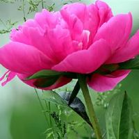 出生的是“美丽”的三个出生的兄弟,有一种气质,你看起来越多。