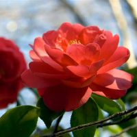 熊上帝进入了一周的十二生肖(4.4-4.10)