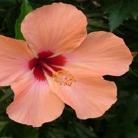 ezoey xu ping十二星座一周(4.4-4.10)