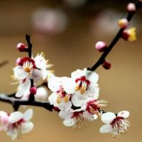 烂桃花?看你的居家里是否有这四种情况