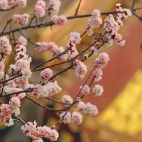 2022年5月属鸡的财运发展如何 本月财运好吗