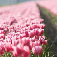 一天的滴,十二生肖,4.10-4.16)