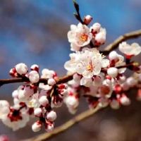 风水要怎么布局才可以把握住桃花运呢?