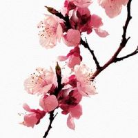 女人十个簸箕的概率 10个簸箕内心强大