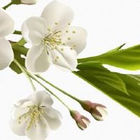 1个斗9个簸箕的女人 螺在左手事后必成大事