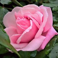 名人的艺名为啥都那么好