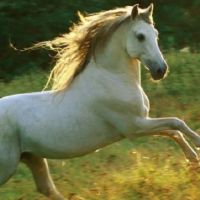 78马妇女经过44年的财富(78年的马42岁的职业运气)