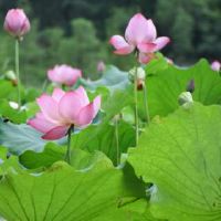 夏天的圣侯是什么?