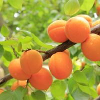 这8人可以制作12个星座最佳!