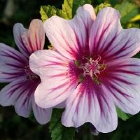 12个星座将如何告诉你?