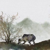 第一财富是2022年5月的一头牛