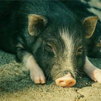 梦想猪头发是什么意思?