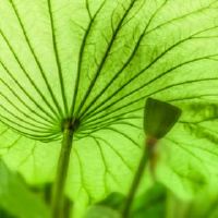 夏季热量和热量之间有什么区别?哪个是前面?