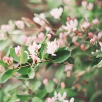 高情感业务,战略,故意外表,诚实,诚实的黄道带