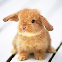 我不喜欢Xiu En,我只问一个可以生活的三个主要Zod。