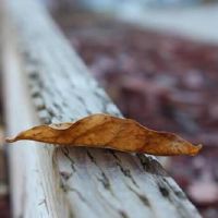 一周的芋头魔法教练(4.25-5.1)