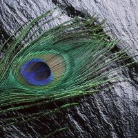 郑博:今天,祝你好运,属于财富简报4.25