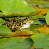 梦想着青蛙的意思