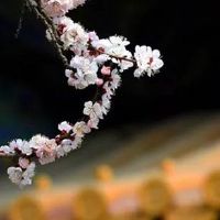 偏印代表奇缘吗 研究领域发展极有天赋